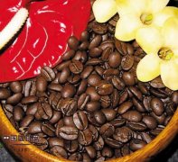 美國唯一的咖啡種類 夏威夷的野生咖啡