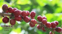 卡杜艾咖啡品種 人工雜交的咖啡品種