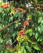 精品咖啡基礎知識 咖啡樹的品種