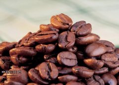 牙買加藍山咖啡豆 國王的咖啡