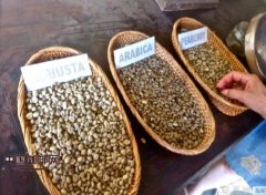 印尼貓屎咖啡 麝香貓咖啡爲何這麼貴？