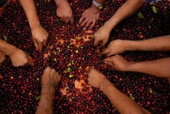 普洱飄來咖啡香 中科院院地合作助力咖啡產業發展