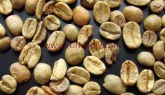 咖啡豆的主要品種  目前最主要的咖啡豆品種