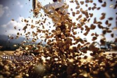 精品咖啡基礎常識 咖啡豆的生產過程