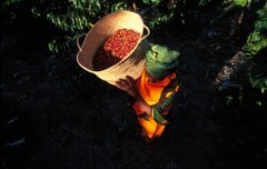 埃塞俄比亞“豆不可貌相” 咖啡種類