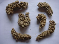 雲南產貓屎咖啡每年僅有50到100公斤