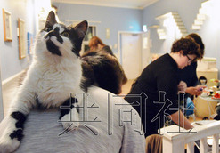 貓咪咖啡館走紅歐洲 日媒發聲＂原產地＂系中國