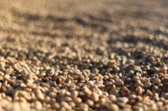 雲南省小粒咖啡栽培技術 咖啡樹的蟲害防治
