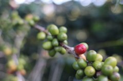 咖啡原始種 波旁咖啡樹的種植