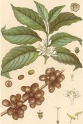咖啡知識 咖啡樹的咖啡豆的生長習性