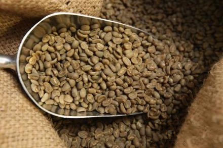 咖啡術語 未熟豆指的是什麼咖啡豆