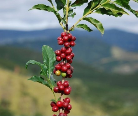越南被評爲世界知名的五大咖啡出口國之一