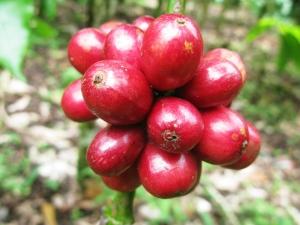 咖啡豆產量減少 中美洲受咖啡鏽病侵害嚴重