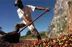巴西旱災未消全球受影響 咖啡豆價今年恐再升50%