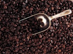 北蘇門答臘A.P.羅布斯塔精品咖啡豆