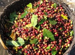 世界各地的咖啡豆產地
