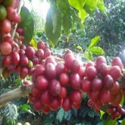 咖啡樹種的基因突變種簡介