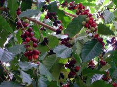 咖啡基礎知識 咖啡樹分類與生長採摘期