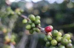 雲南精品咖啡加工園區將落地普洱 打造產業集羣