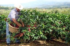咖啡樹的種植環境 種植咖啡樹的條件