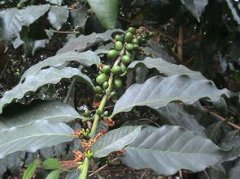 咖啡種植環境 危地馬拉咖啡種植環境