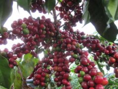 咖啡精製法 精品咖啡豆如何處理