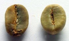 羅布斯塔咖啡豆對比阿拉比加咖啡豆有什麼不同