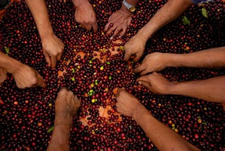 將咖啡鮮果處理成咖啡生豆的過程 咖啡豆處理法