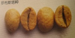 咖啡豆基礎常識 羅布斯塔咖啡豆