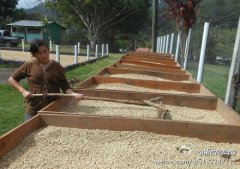 坦桑尼亞的咖啡 非洲咖啡豆產國介紹