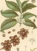 咖啡樹的生長 咖啡豆種植的生長過程