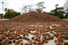 咖啡豆採摘-漿果處理-晾曬的處理過程