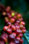 咖啡果的取豆方式 咖啡櫻桃的處理過程