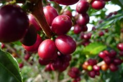 自然脫除果膠咖啡豆半日曬 巴西式半日曬咖啡特點 巴西咖啡故事