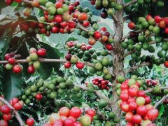 咖啡樹栽種的基礎 咖啡帶種植咖啡樹的條件