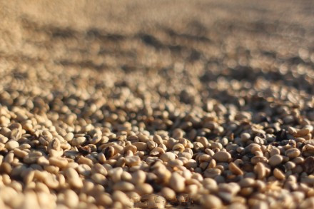 世界咖啡資訊 拉美咖啡因氣候變暖面臨衰亡