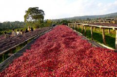 咖啡基礎常識 雲南咖啡豆的溼處理法和步驟