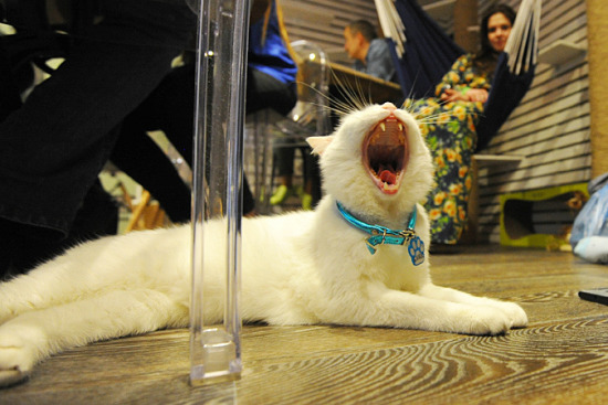 莫斯科首家貓咪咖啡廳開業 內部設施都爲喵星人量身打造