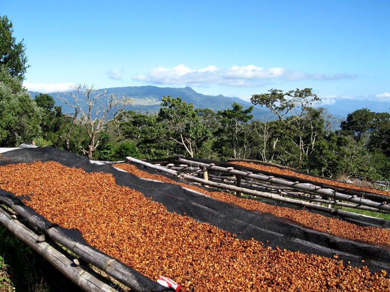 雲南咖啡2020年有望實現總產值350億元以上