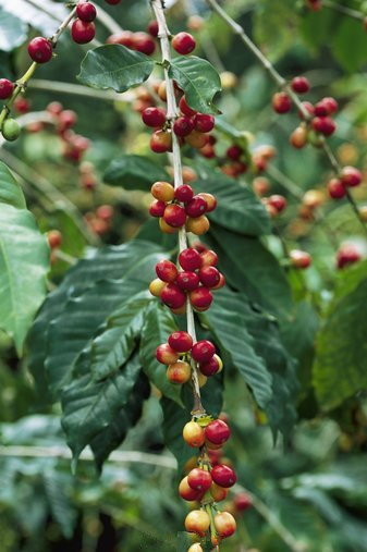 中國咖啡市場 雲南咖啡產量居全國第一