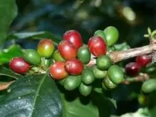 咖啡豆的品種分類 咖啡豆按味覺分類