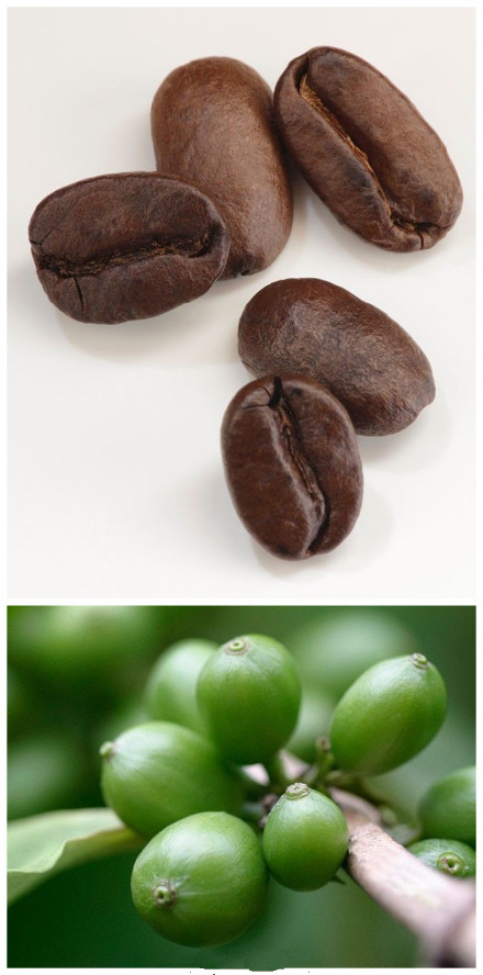 咖啡果實什麼時候可以採摘？