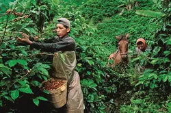 哥倫比亞，被咖啡拯救的土地