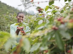 非洲Budadiri村一家人採摘咖啡豆過程