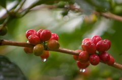 咖啡文化中種類 世界上咖啡樹種共有四類