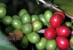 咖啡豆品種卡杜艾 人工雜交的咖啡品種