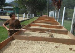 最傳統的咖啡果咖啡豆加工法 乾燥法