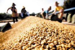 精品咖啡豆產國介紹 多米尼加共和國的咖啡