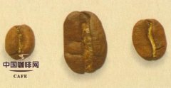 精品咖啡豆種類 基因突變種介紹