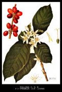 咖啡樹種植基礎常識 咖啡樹的主幹